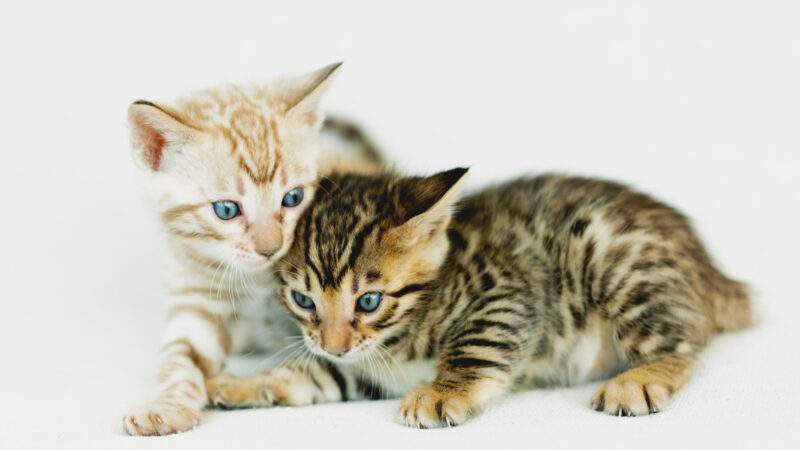 Bengals vs. Other Breeds: What Makes Them So Different (and So Addictive)