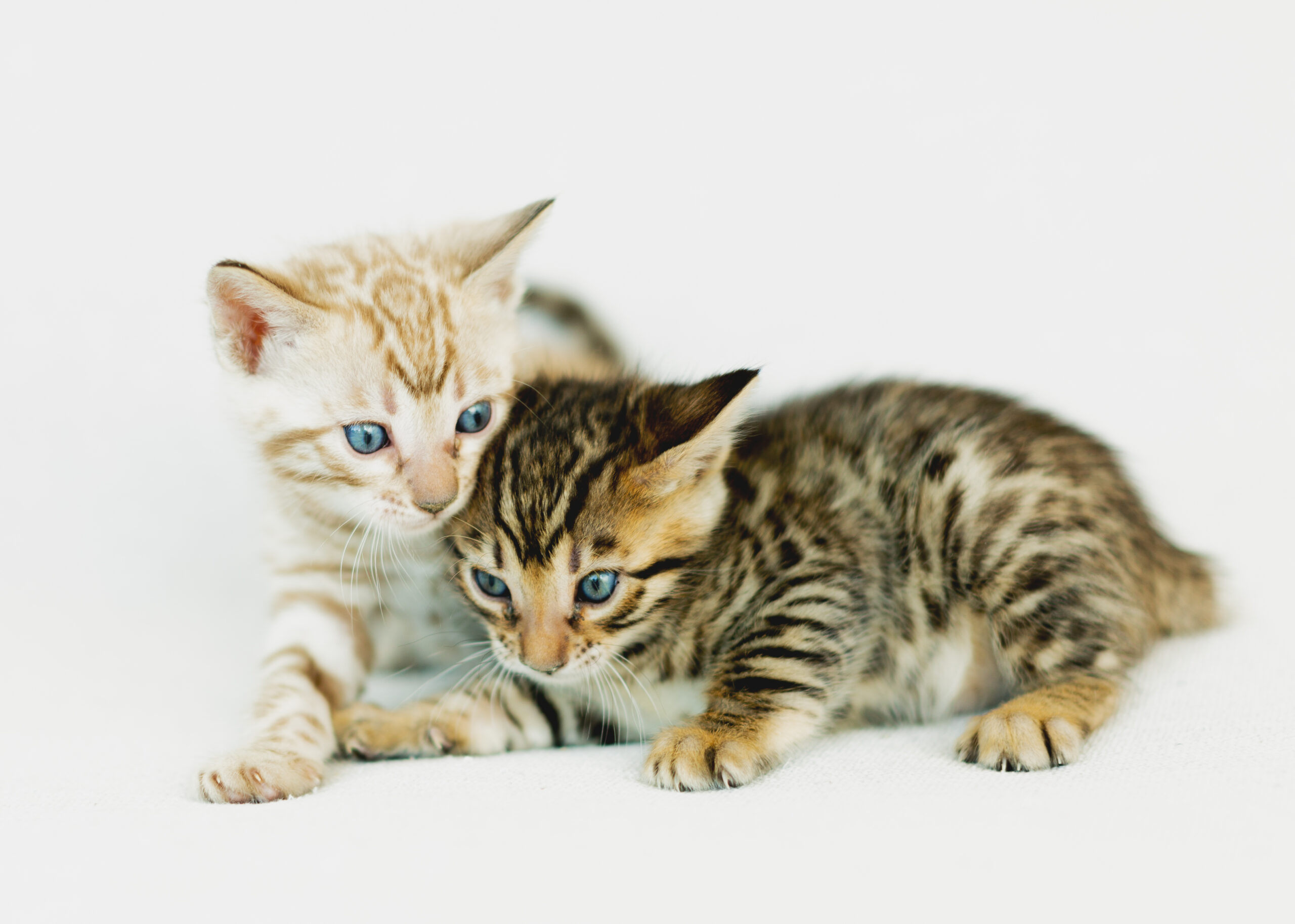 Bengals vs. Other Breeds: What Makes Them So Different (and So Addictive)