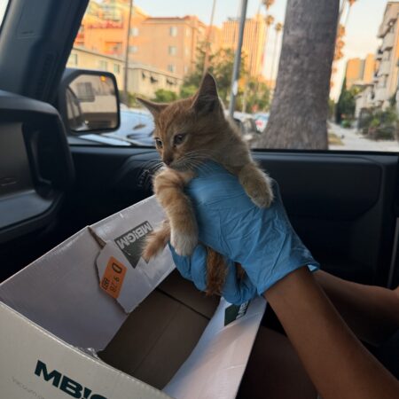 How to Rescue a Kitten (Like a Pro): A Real-Life Guide from the Streets of LA