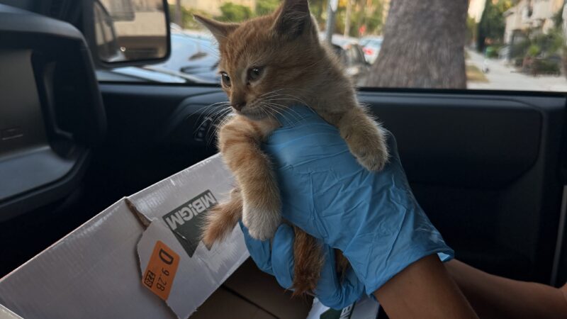 How to Rescue a Kitten (Like a Pro): A Real-Life Guide from the Streets of LA