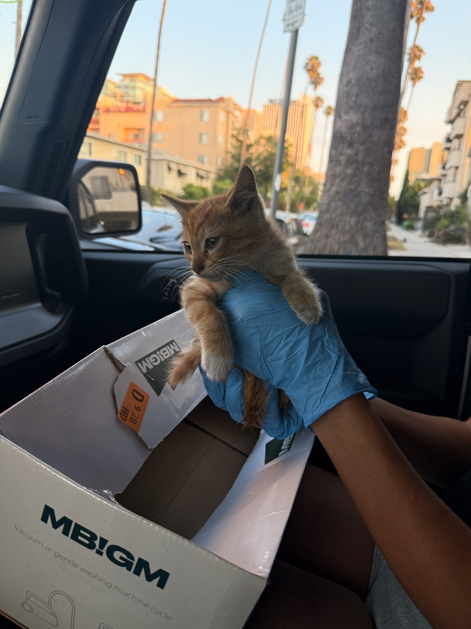 How to Rescue a Kitten (Like a Pro): A Real-Life Guide from the Streets of LA