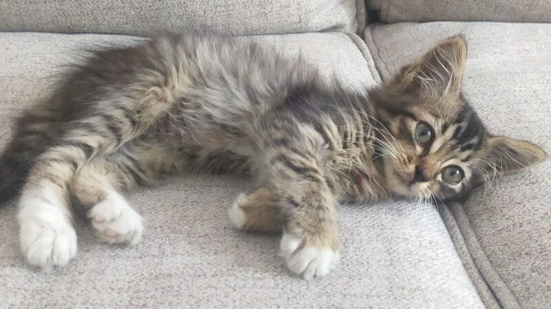 The Ultimate Layette Checklist for Your New Kitten