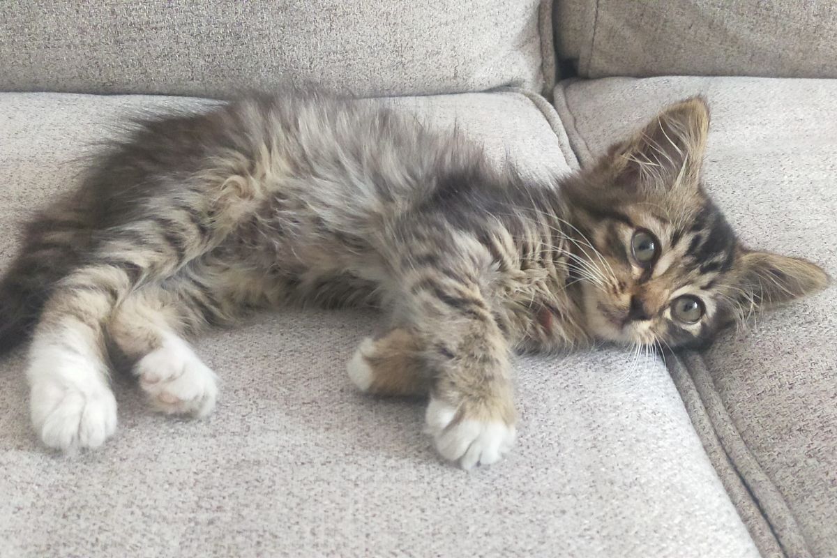 The Ultimate Layette Checklist for Your New Kitten