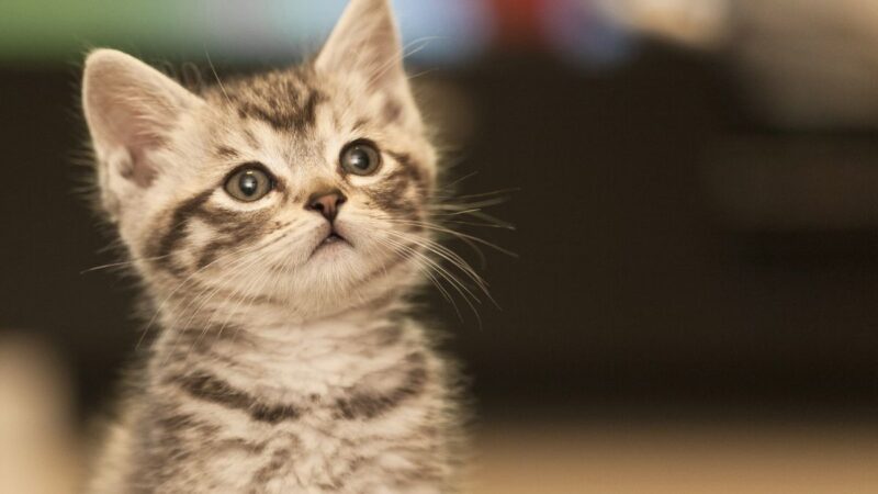 Is a Cat Layette Really Necessary? Pros & Cons Explained
