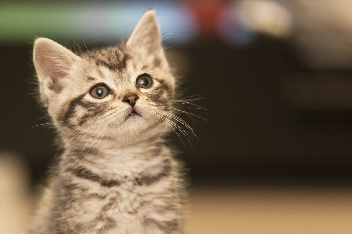 Is a Cat Layette Really Necessary? Pros & Cons Explained