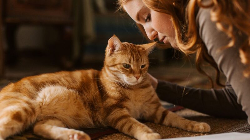 Luxury Layette Ideas for the Spoiled Cat in Your Life