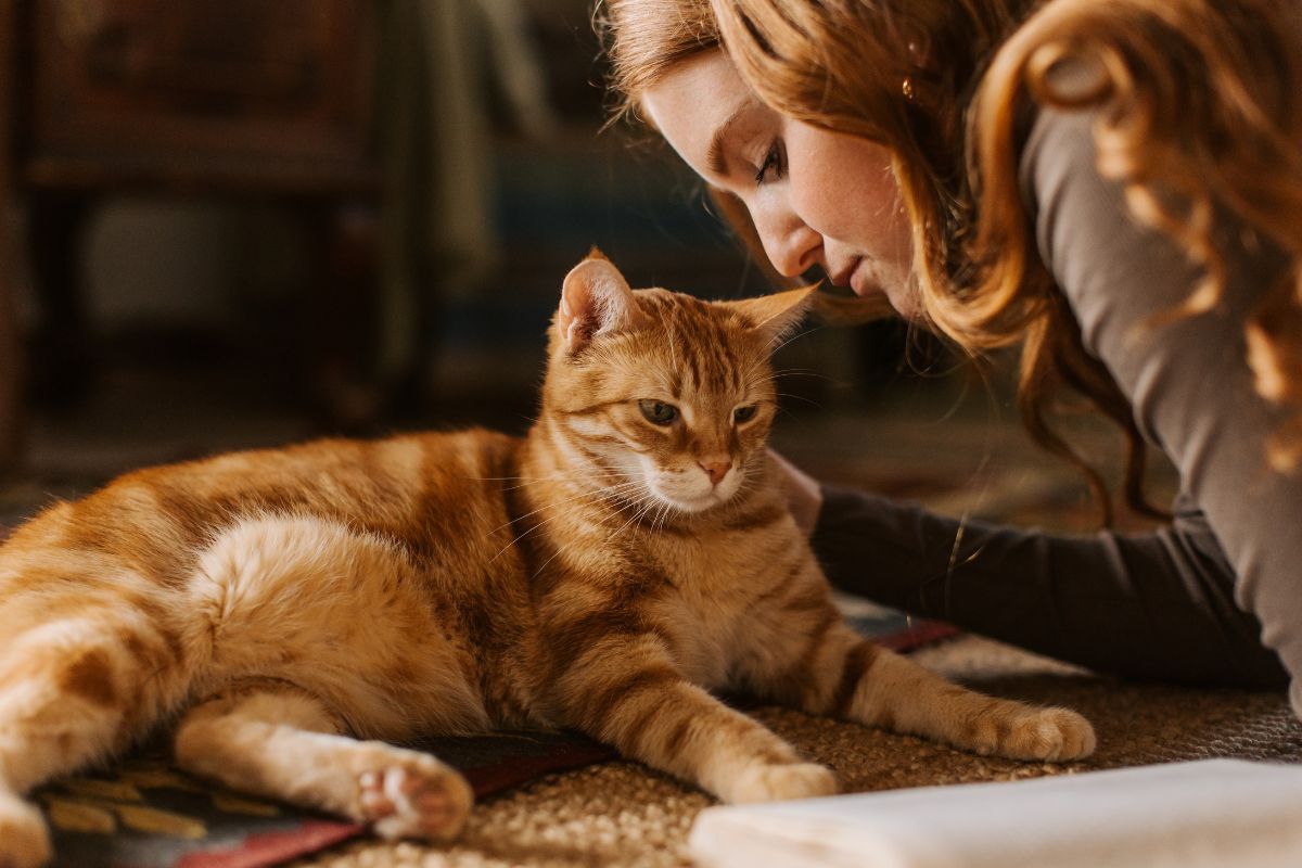 Luxury Layette Ideas for the Spoiled Cat in Your Life