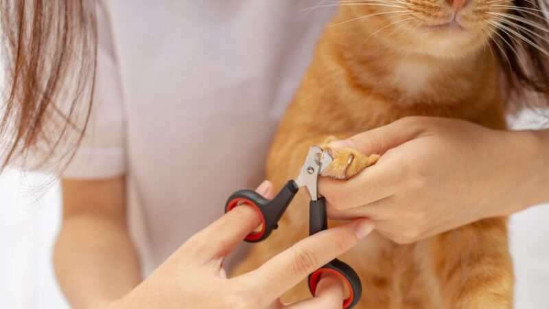 The Complete Cat Grooming Routine: From Brushing to Nail Trims Made Easy