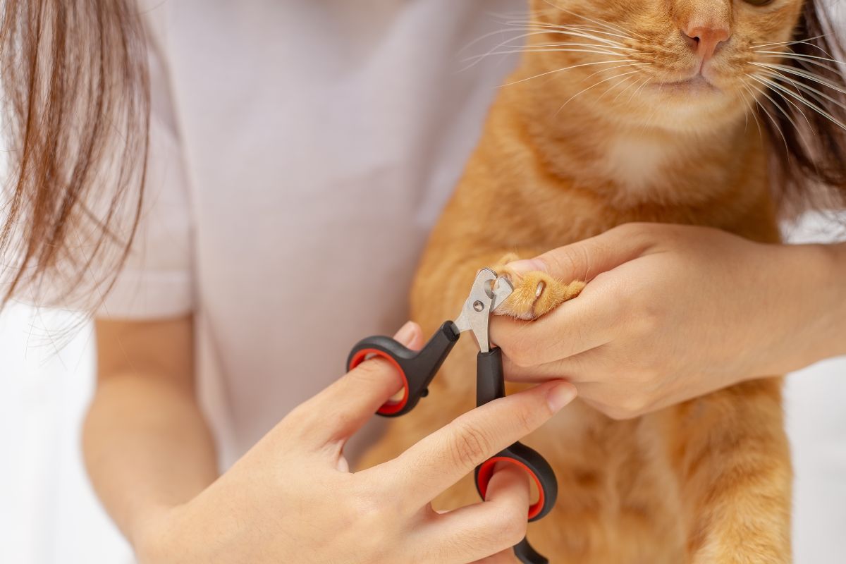 The Complete Cat Grooming Routine: From Brushing to Nail Trims Made Easy