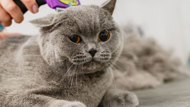 Grooming & Wellness Myths: 5 Common Mistakes Cat Owners Make (And How to Avoid Them)