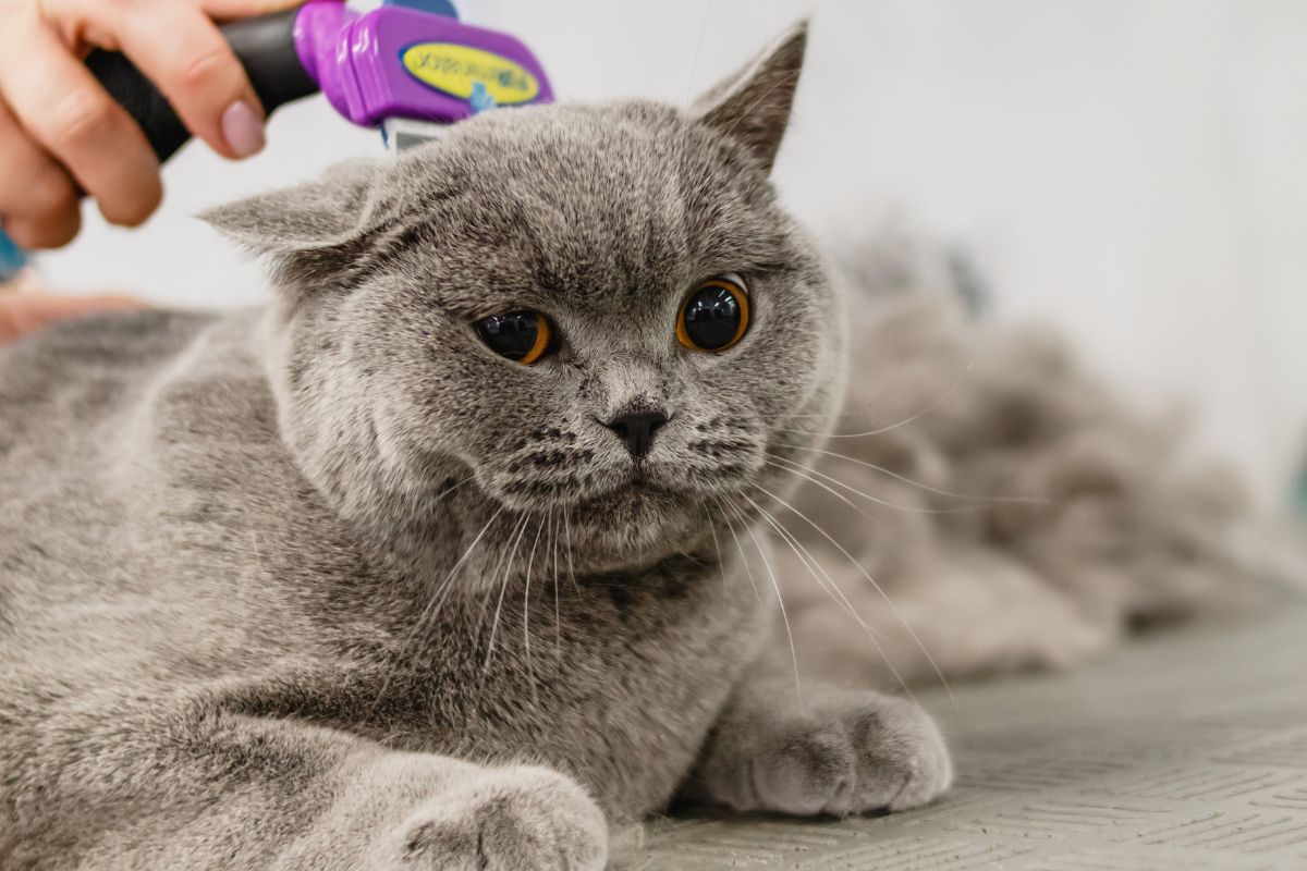 Grooming & Wellness Myths: 5 Common Mistakes Cat Owners Make (And How to Avoid Them)