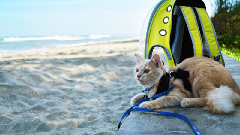 The Ultimate Cat Travel Checklist: What to Pack for Stress-Free Adventures
