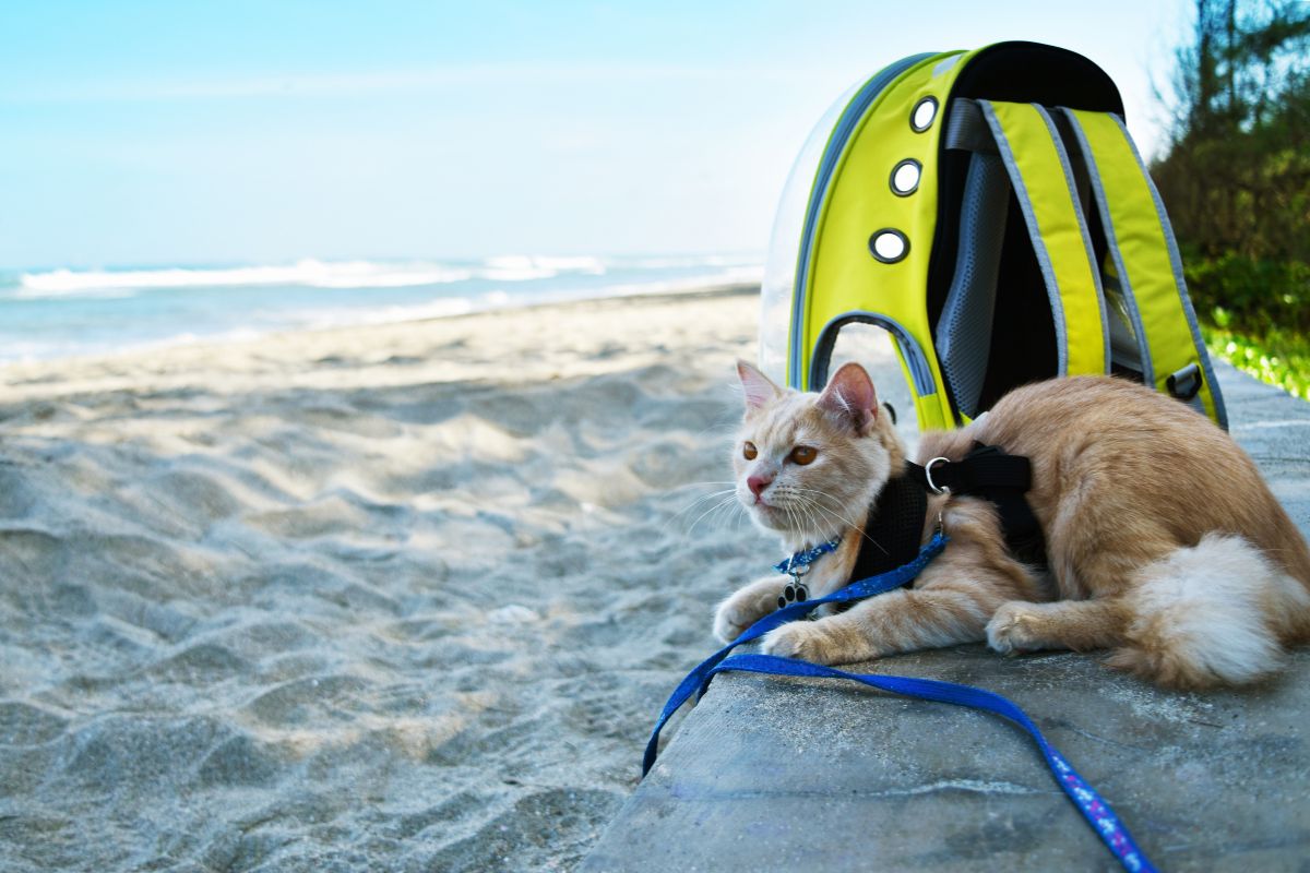 The Ultimate Cat Travel Checklist: What to Pack for Stress-Free Adventures