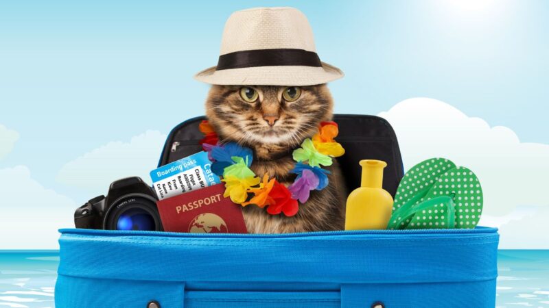 Road Tripping with Your Cat: Tips for a Purrfect Car Journey