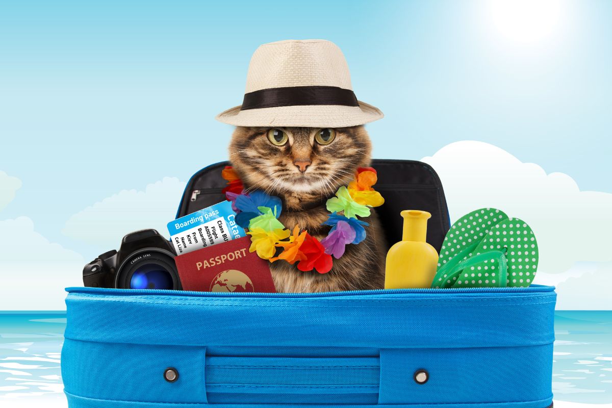 Road Tripping with Your Cat: Tips for a Purrfect Car Journey