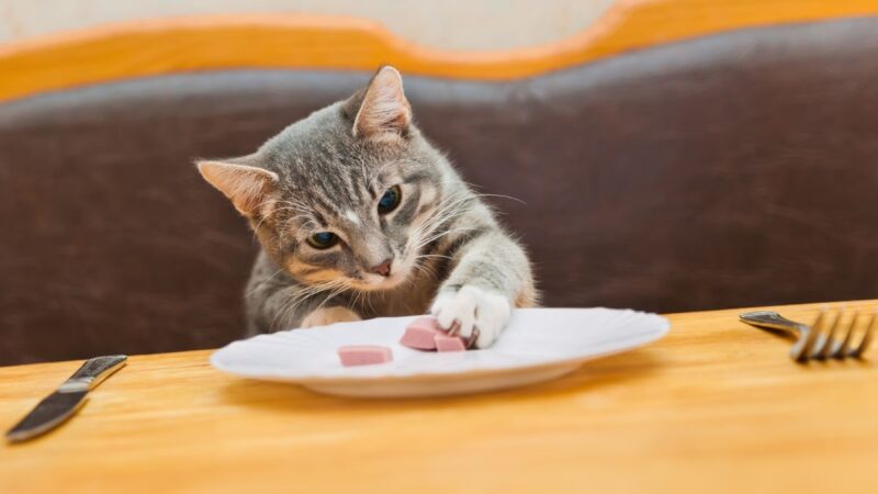 Top 5 Grain-Free Cat Foods: Honest Reviews from a Cat Parent’s Perspective