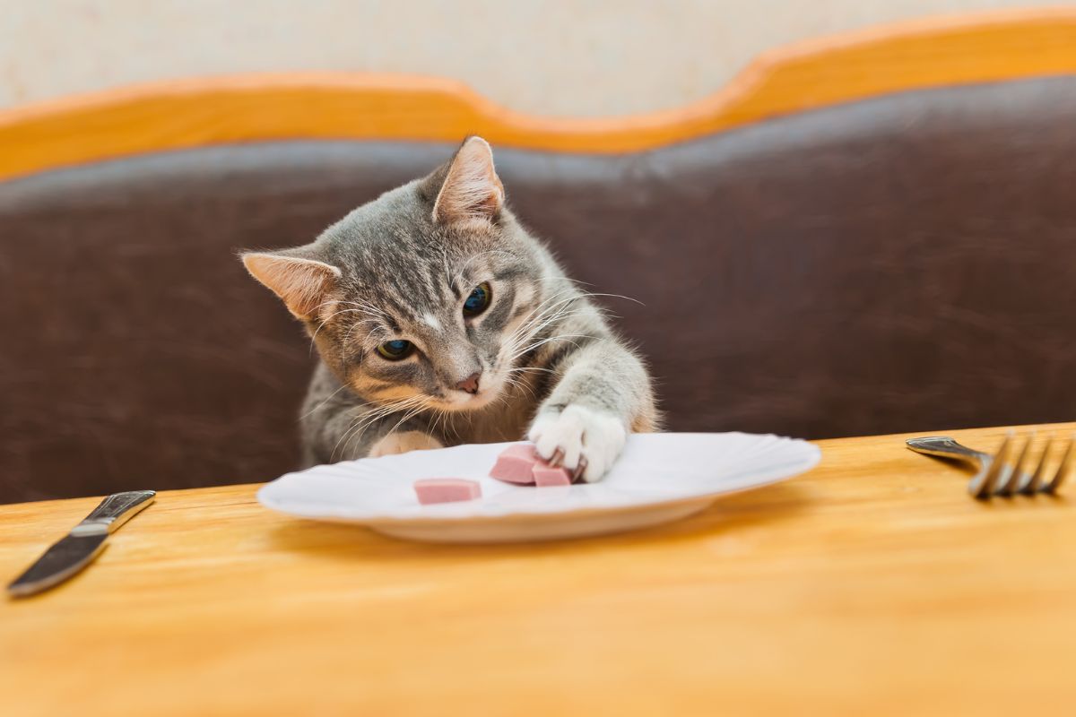 Top 5 Grain-Free Cat Foods: Honest Reviews from a Cat Parent’s Perspective