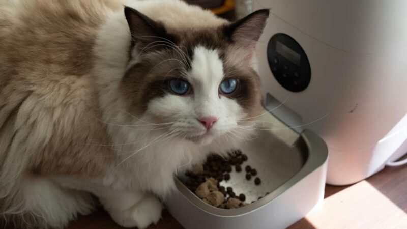 Wet vs. Dry Cat Food: What Should You Really Be Feeding Your Cat?