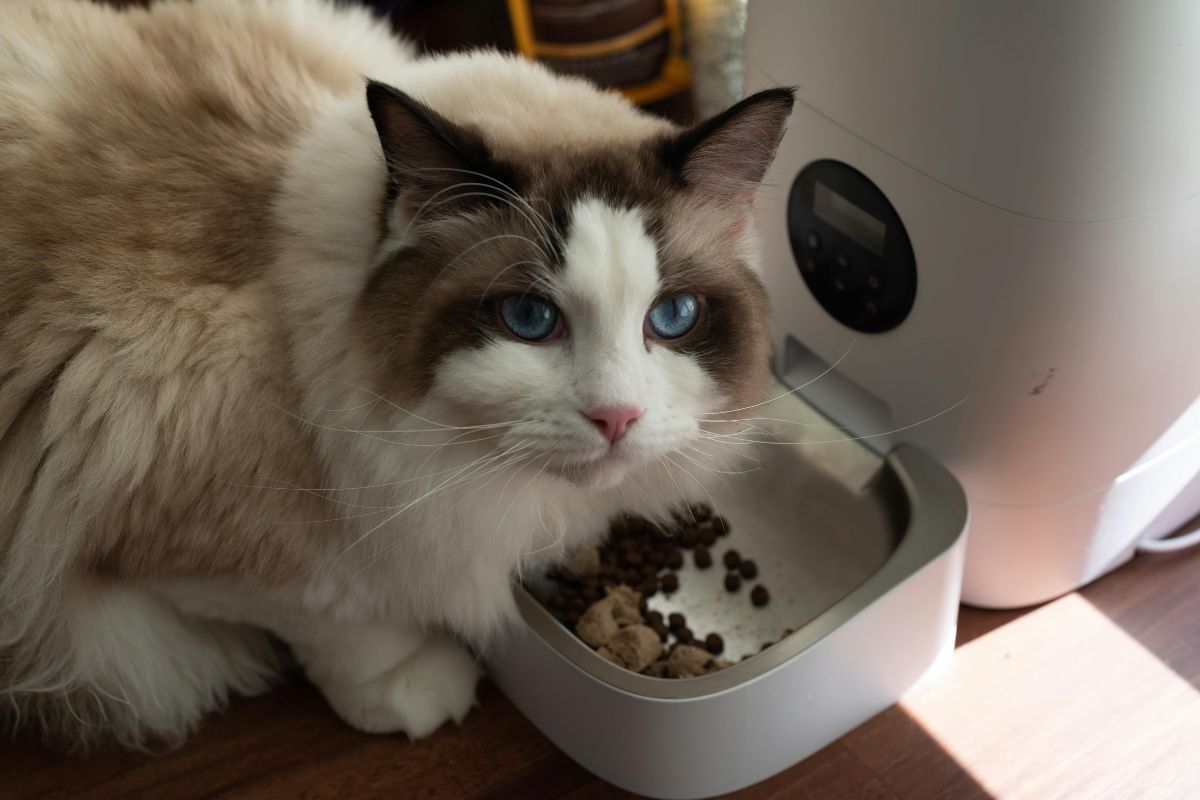 Wet vs. Dry Cat Food: What Should You Really Be Feeding Your Cat?