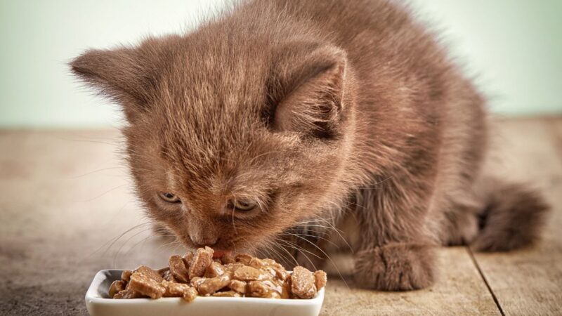 Budget-Friendly Cat Food Brands That Actually Deliver: Tried & Tested Reviews