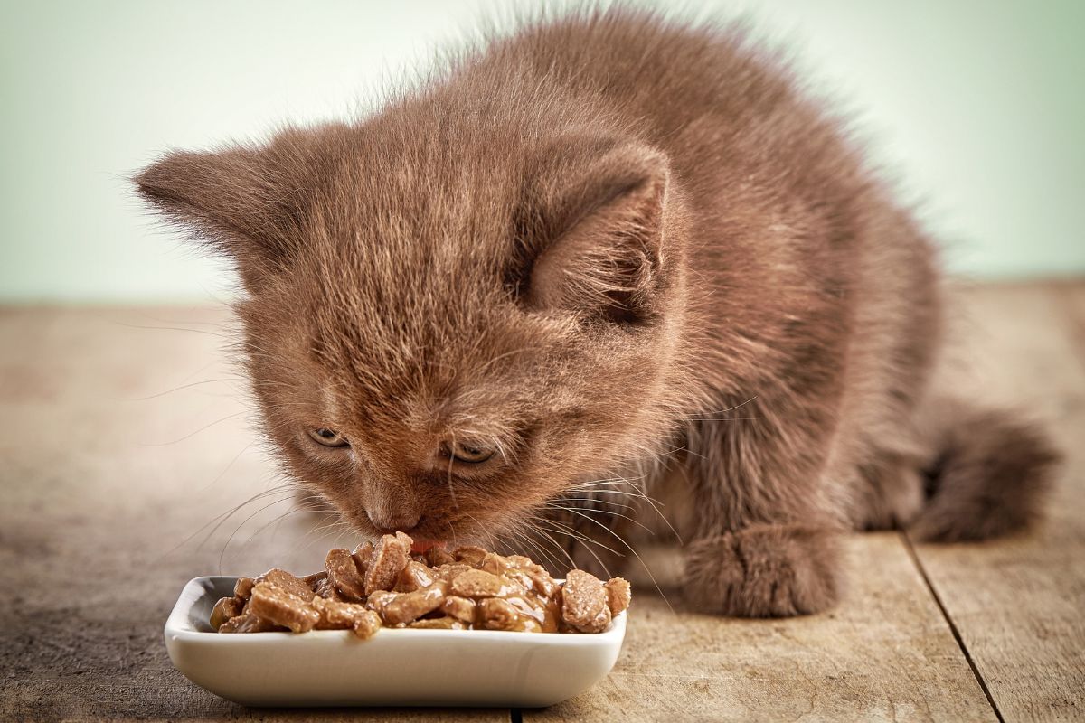 Budget-Friendly Cat Food Brands That Actually Deliver: Tried & Tested Reviews
