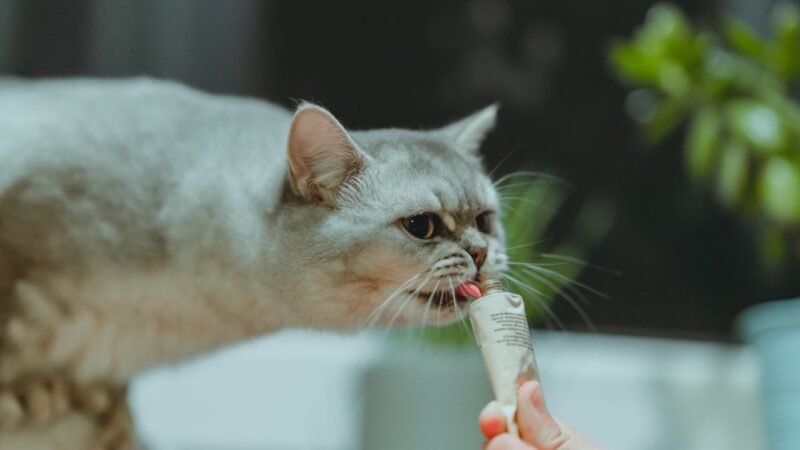 Best Cat Treats for Picky Eaters: What My Fussy Feline Actually Loved