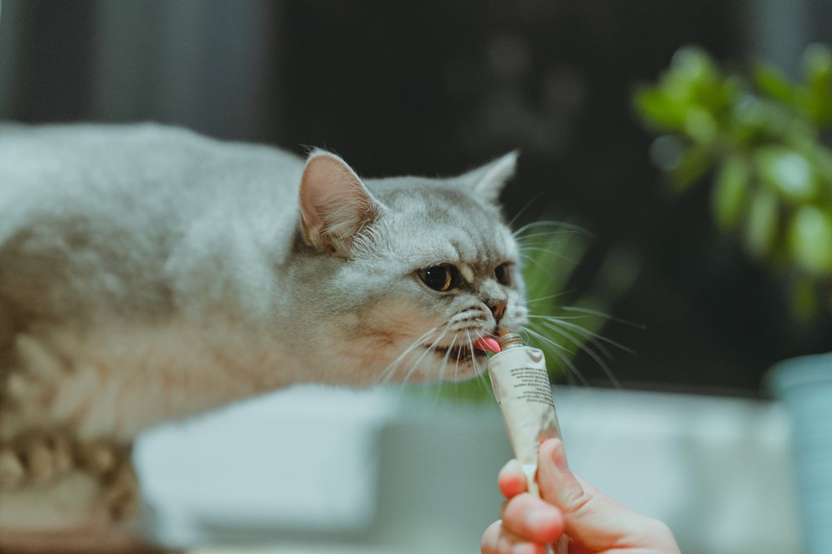 Best Cat Treats for Picky Eaters: What My Fussy Feline Actually Loved