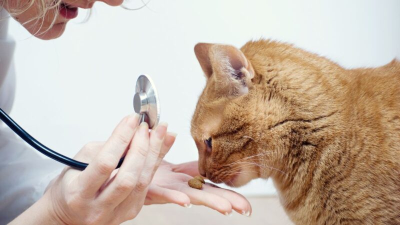 Healthy Cat Treats That Won’t Ruin Their Diet: Vet-Approved Reviews