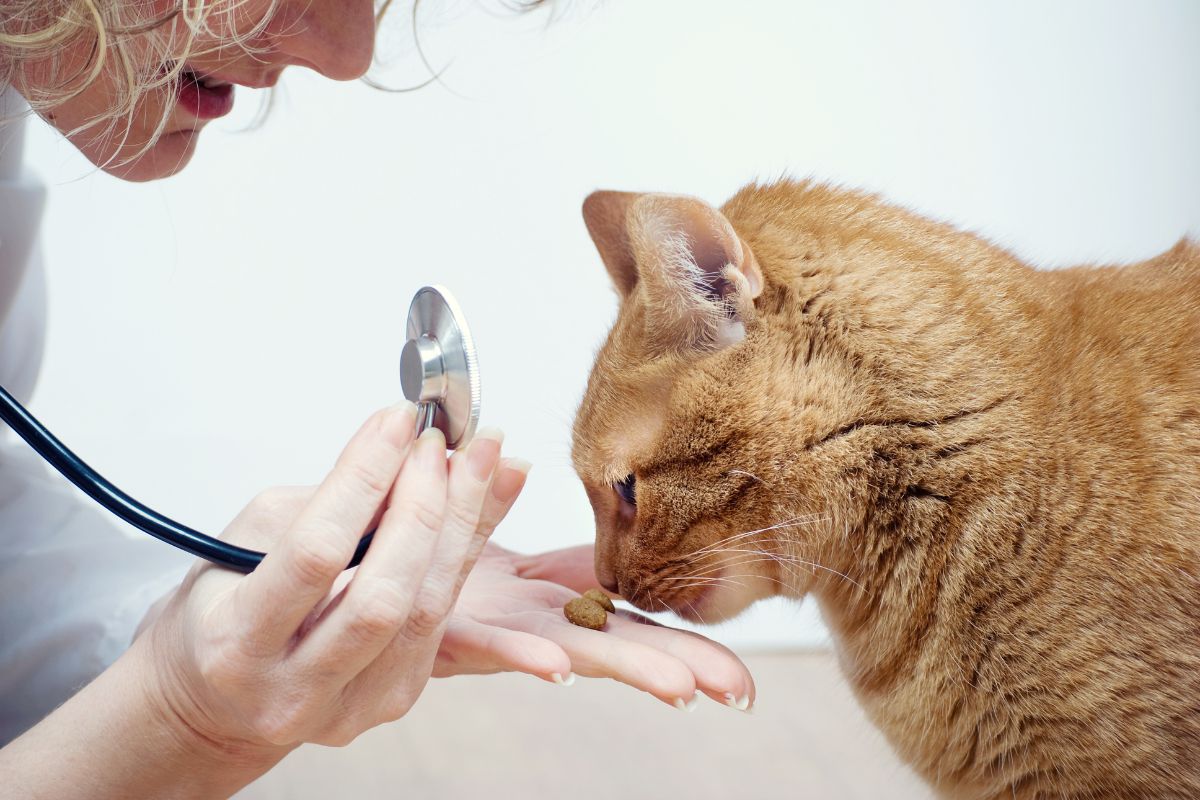 Healthy Cat Treats That Won’t Ruin Their Diet: Vet-Approved Reviews