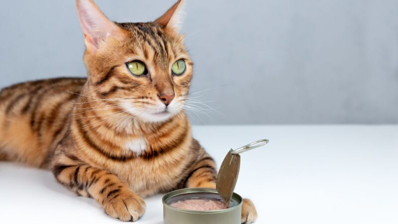 5 Simple Diet Changes That Can Transform Your Cat’s Health