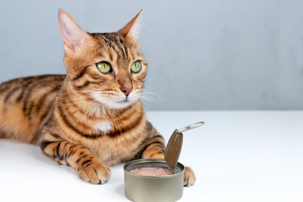5 Simple Diet Changes That Can Transform Your Cat’s Health