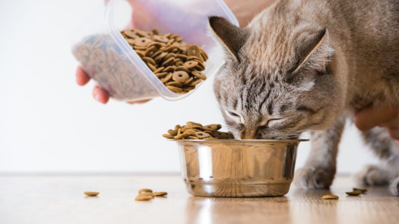 7 Mistakes Cat Parents Make When Switching to Grain-Free Food