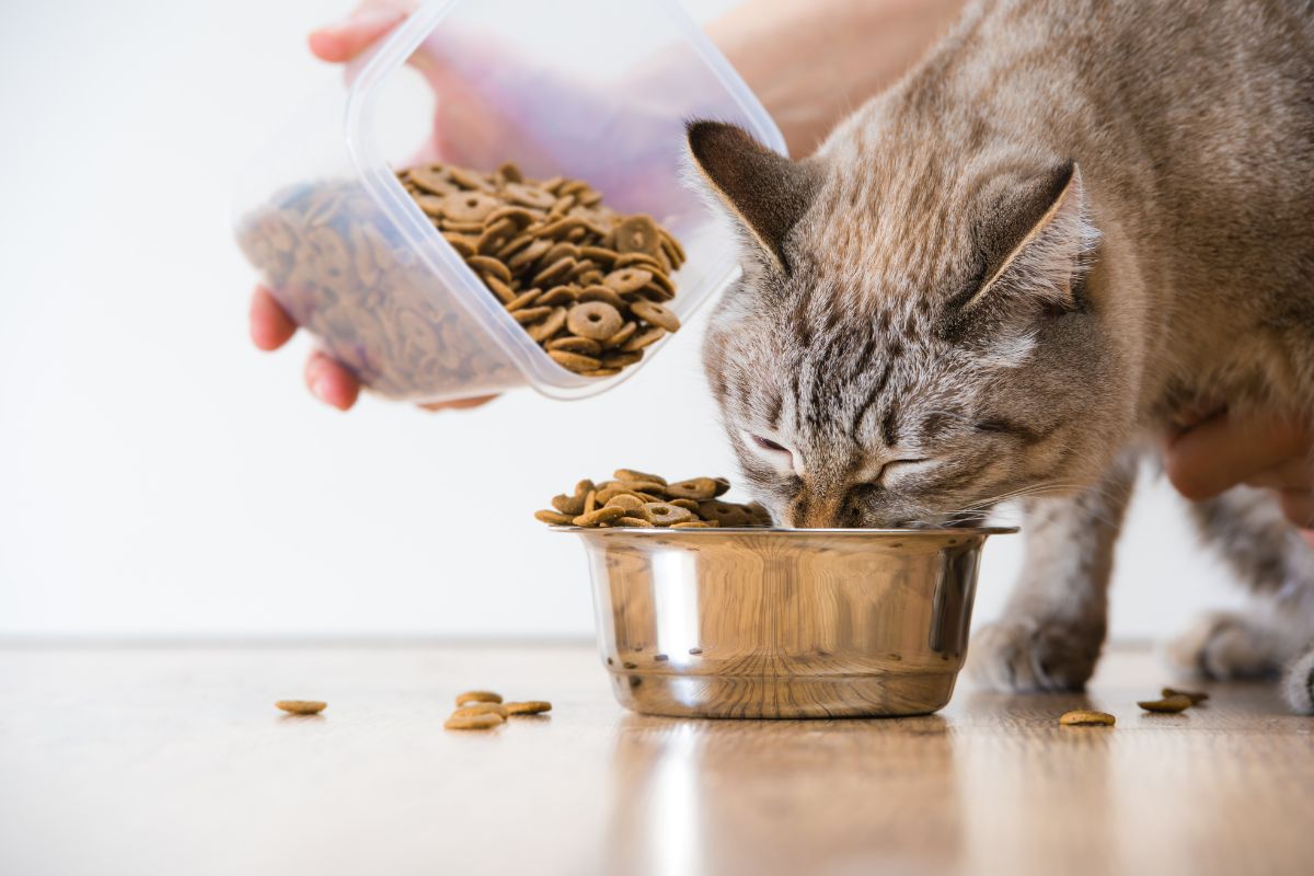 7 Mistakes Cat Parents Make When Switching to Grain-Free Food