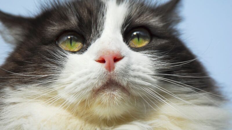 Best Cat Bowls for Whisker Fatigue Relief: Tried and Tested