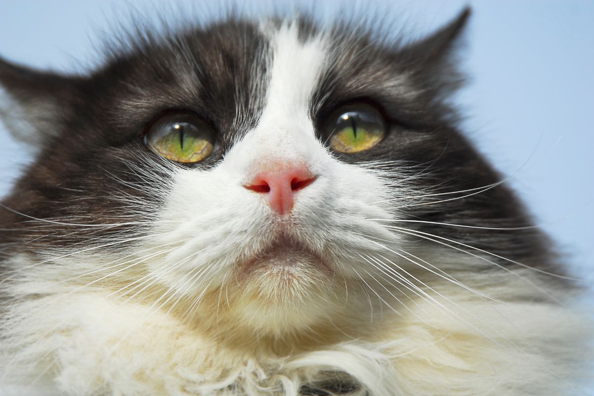 Best Cat Bowls for Whisker Fatigue Relief: Tried and Tested