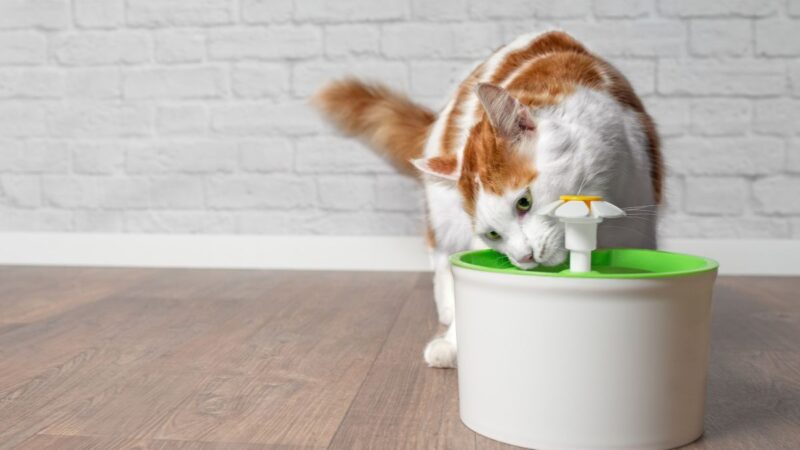 Top 5 Cat Water Fountains to Keep Your Feline Hydrated