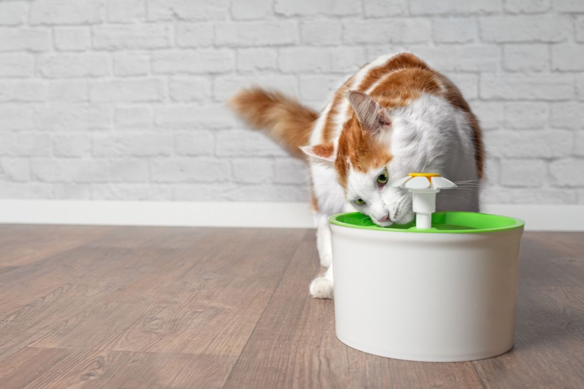 Top 5 Cat Water Fountains to Keep Your Feline Hydrated