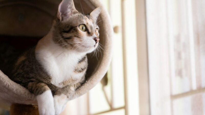 The Best Cat Trees for Small Apartments: Space-Saving Solutions for Happy Cats