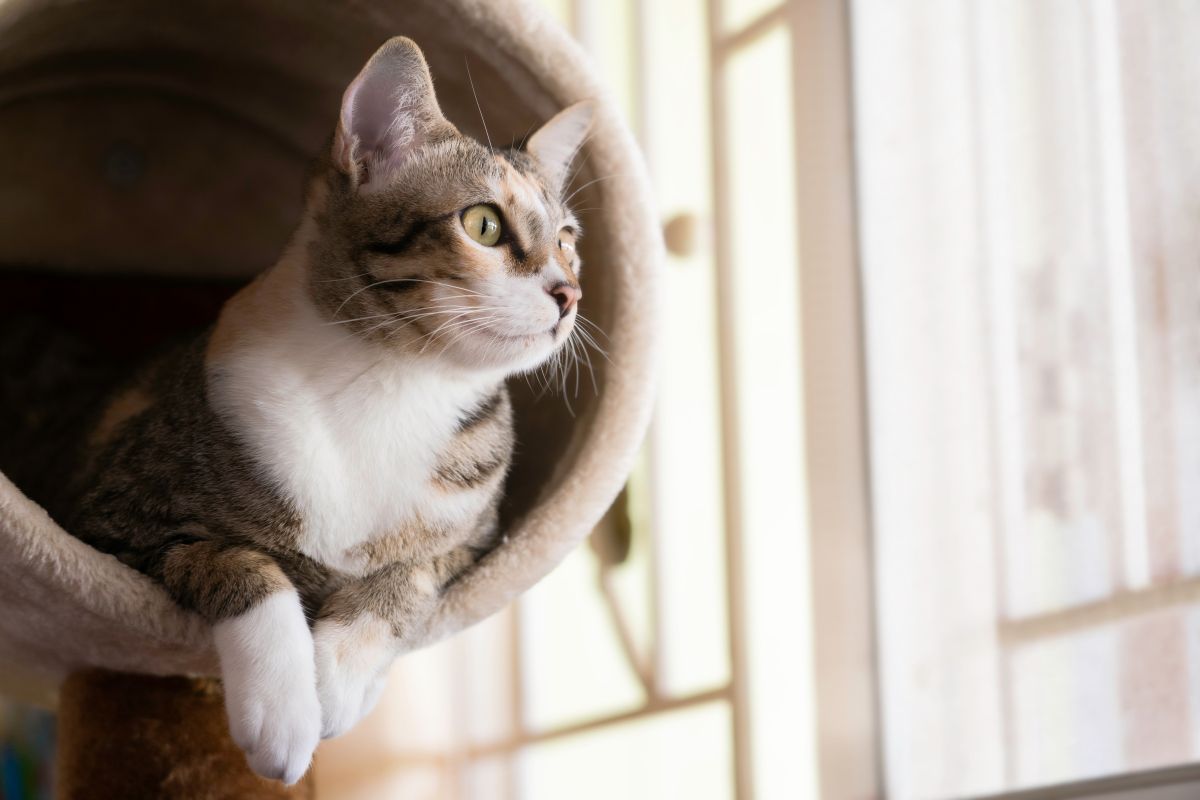 The Best Cat Trees for Small Apartments: Space-Saving Solutions for Happy Cats