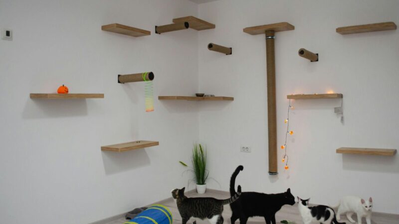 Cat Furniture That Doubles as Stylish Home Decor: My Favorite Finds