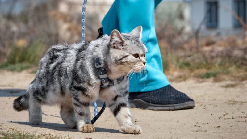 How to Train Your Cat to Walk on a Harness and Leash: A Beginner’s Guide