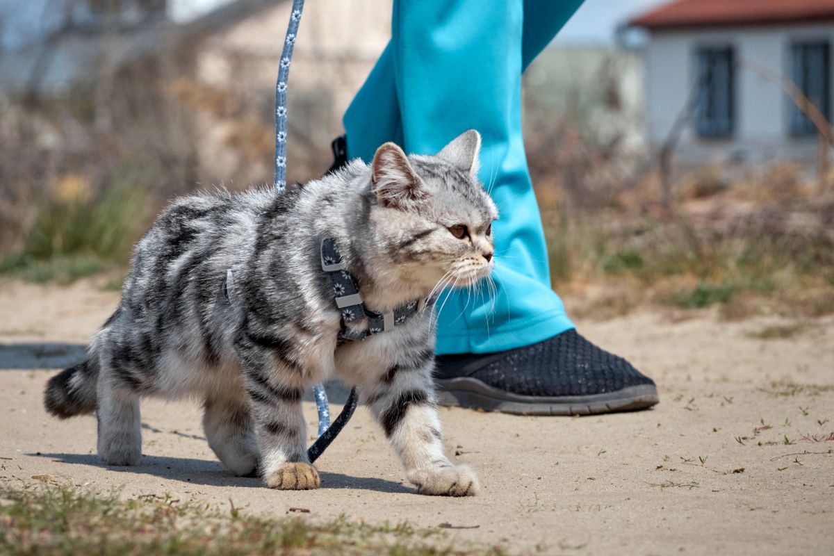 How to Train Your Cat to Walk on a Harness and Leash: A Beginner’s Guide