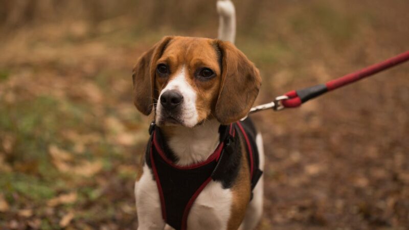 Best Cat Harnesses for Safe and Comfortable Walks: Tried and Tested Reviews