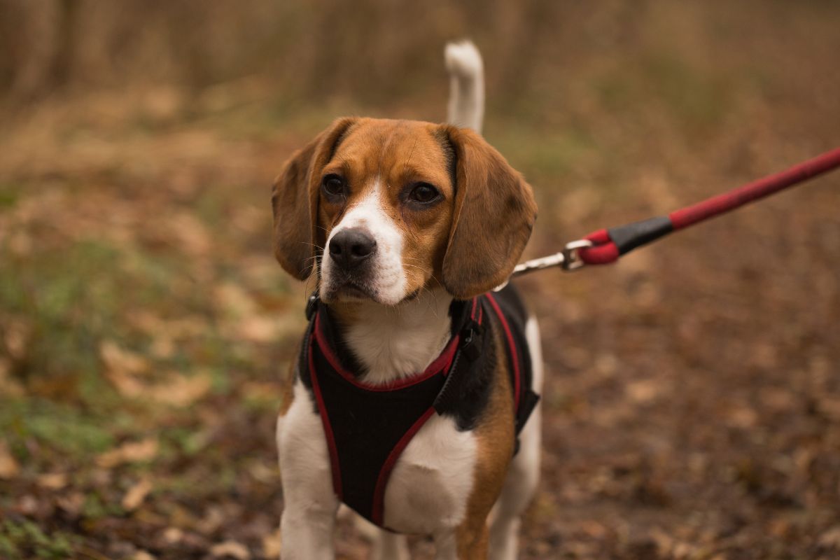 Best Cat Harnesses for Safe and Comfortable Walks: Tried and Tested Reviews