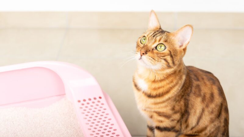 Clumping vs. Non-Clumping Cat Litter: Which One Is Best for You and Your Cat?