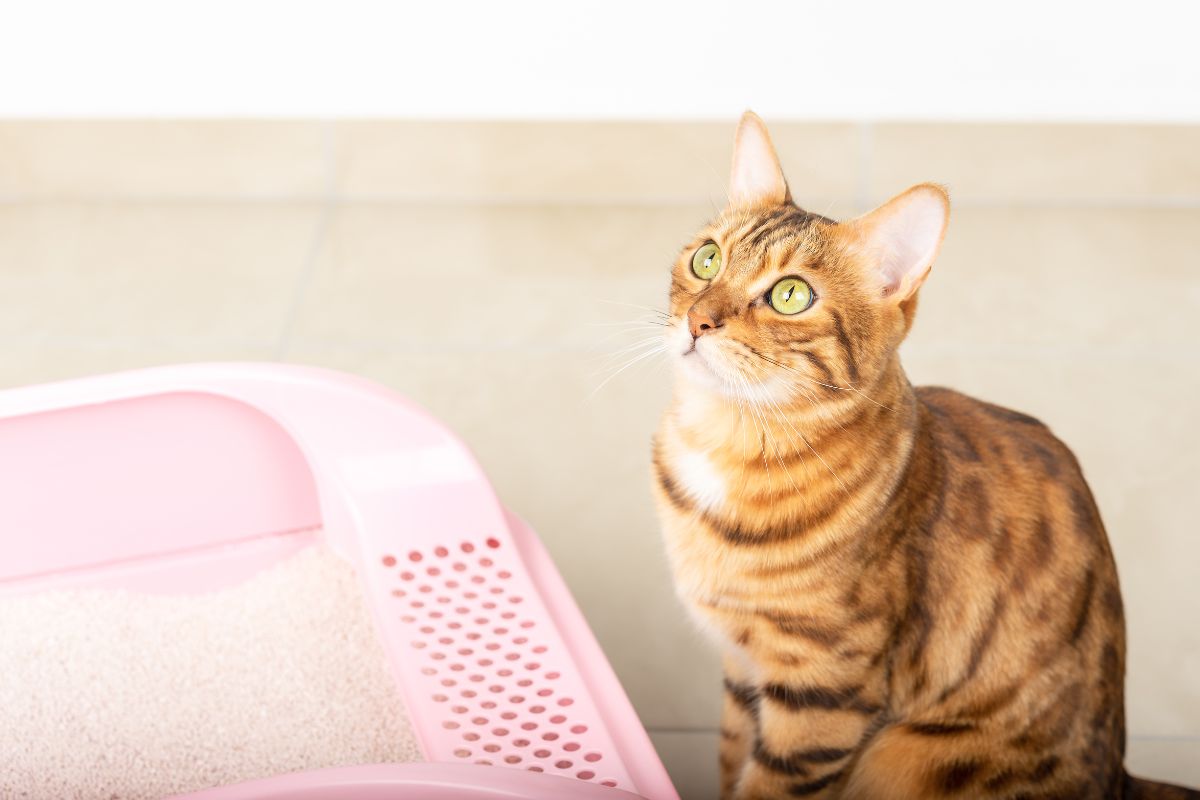 Clumping vs. Non-Clumping Cat Litter: Which One Is Best for You and Your Cat?
