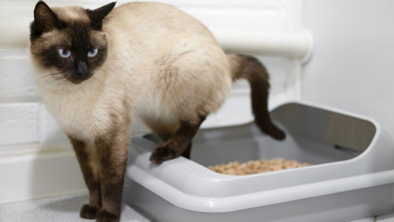 Best Odor-Control Cat Litter: Tried and Tested Options for a Fresher Home