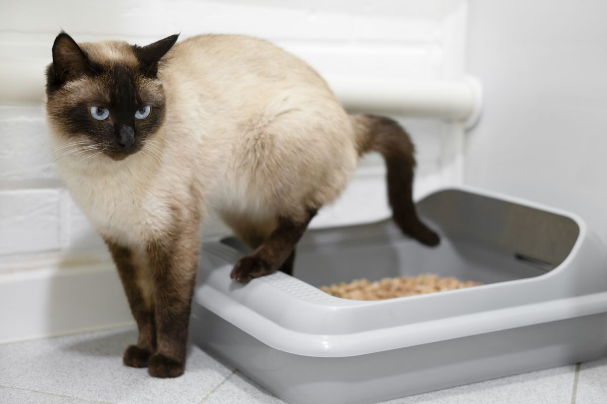 Best Odor-Control Cat Litter: Tried and Tested Options for a Fresher Home