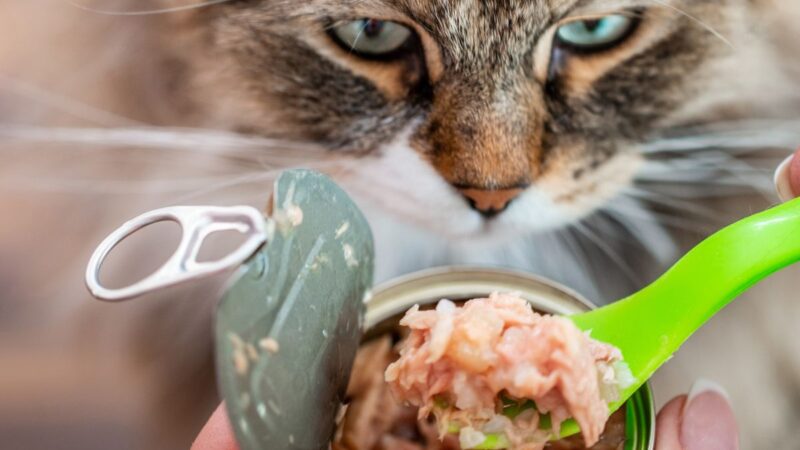 Eco-Friendly Cat Products Every Responsible Cat Parent Should Know About