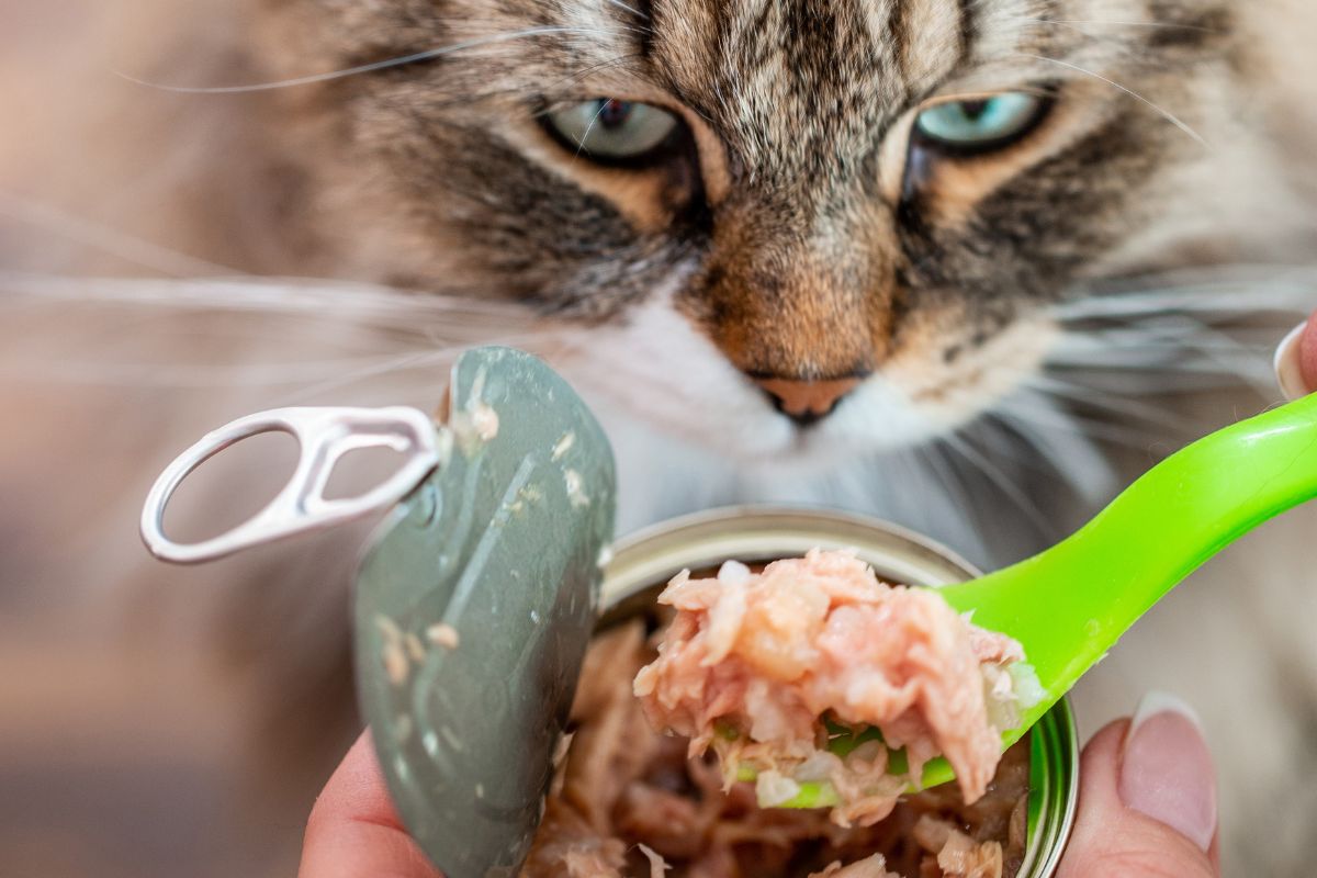 Eco-Friendly Cat Products Every Responsible Cat Parent Should Know About